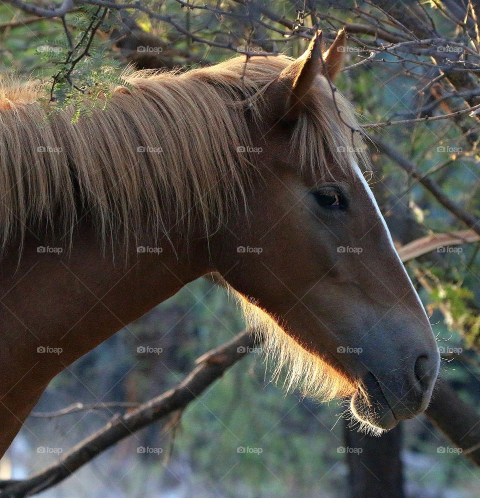Profile of a Wild Mare