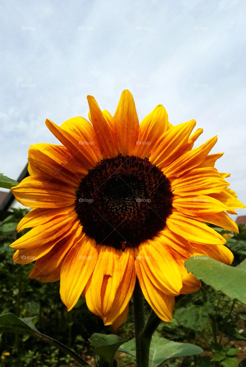 sunflower