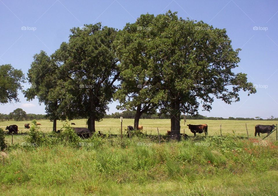 Cows finding shade under the trees during a hot summer day
