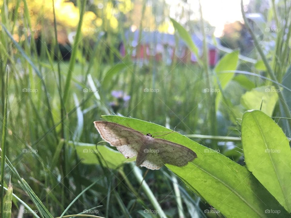 Butterfly under leaf