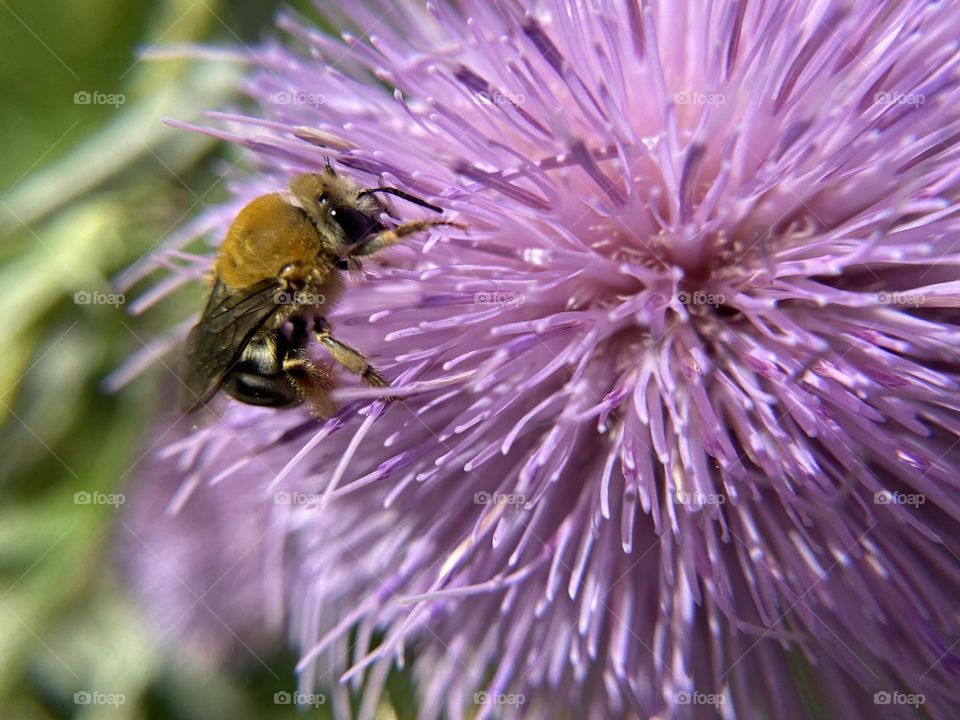 Bee on the wild purple flower 