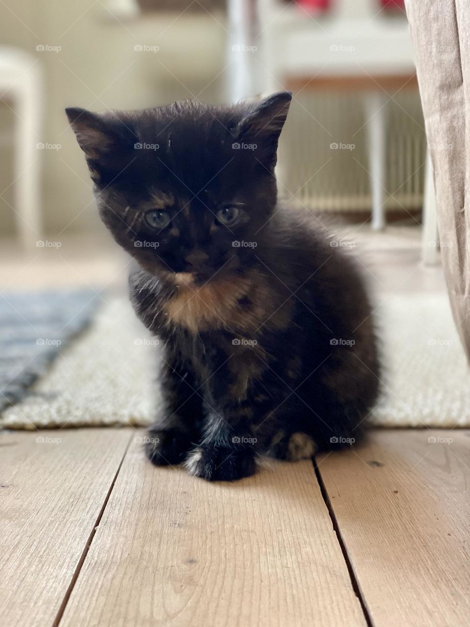 Five weeks old adorable kitten 