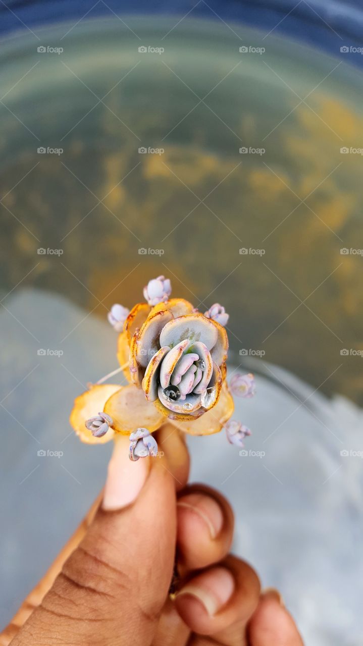 Tiny baby scalloped kalanchoe succulents on board