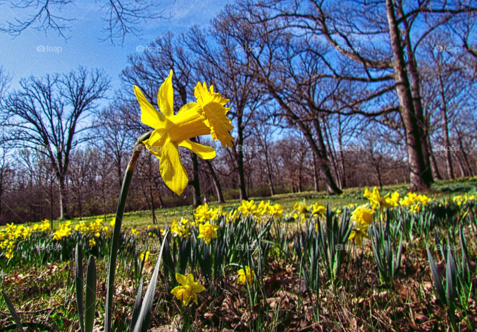 spring yellow flower daffodil by landon