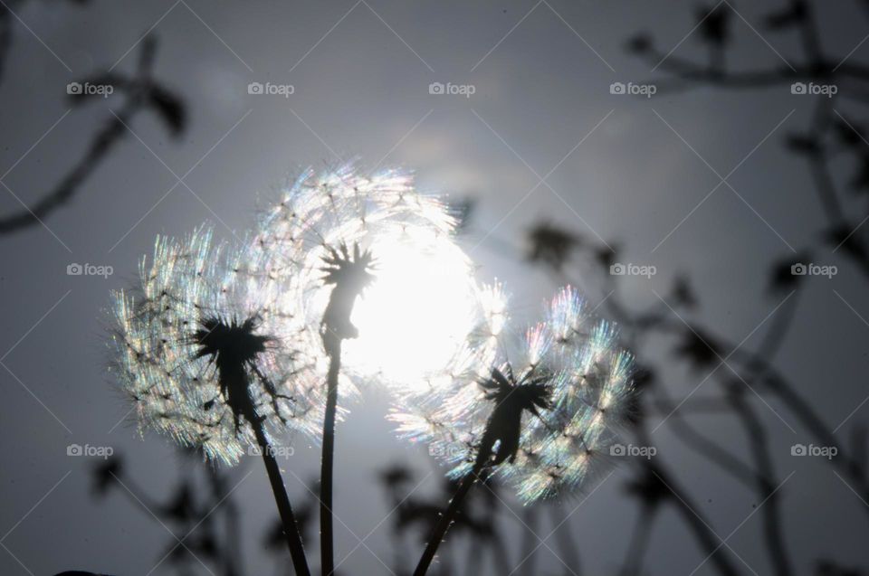 Dandelion seeds. Natural background. Sunlight 