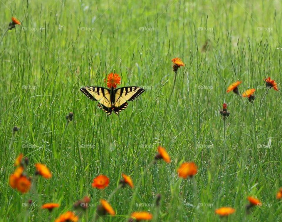 Tiger Swallowtail - Wildflowers - Orange Hawkweed
