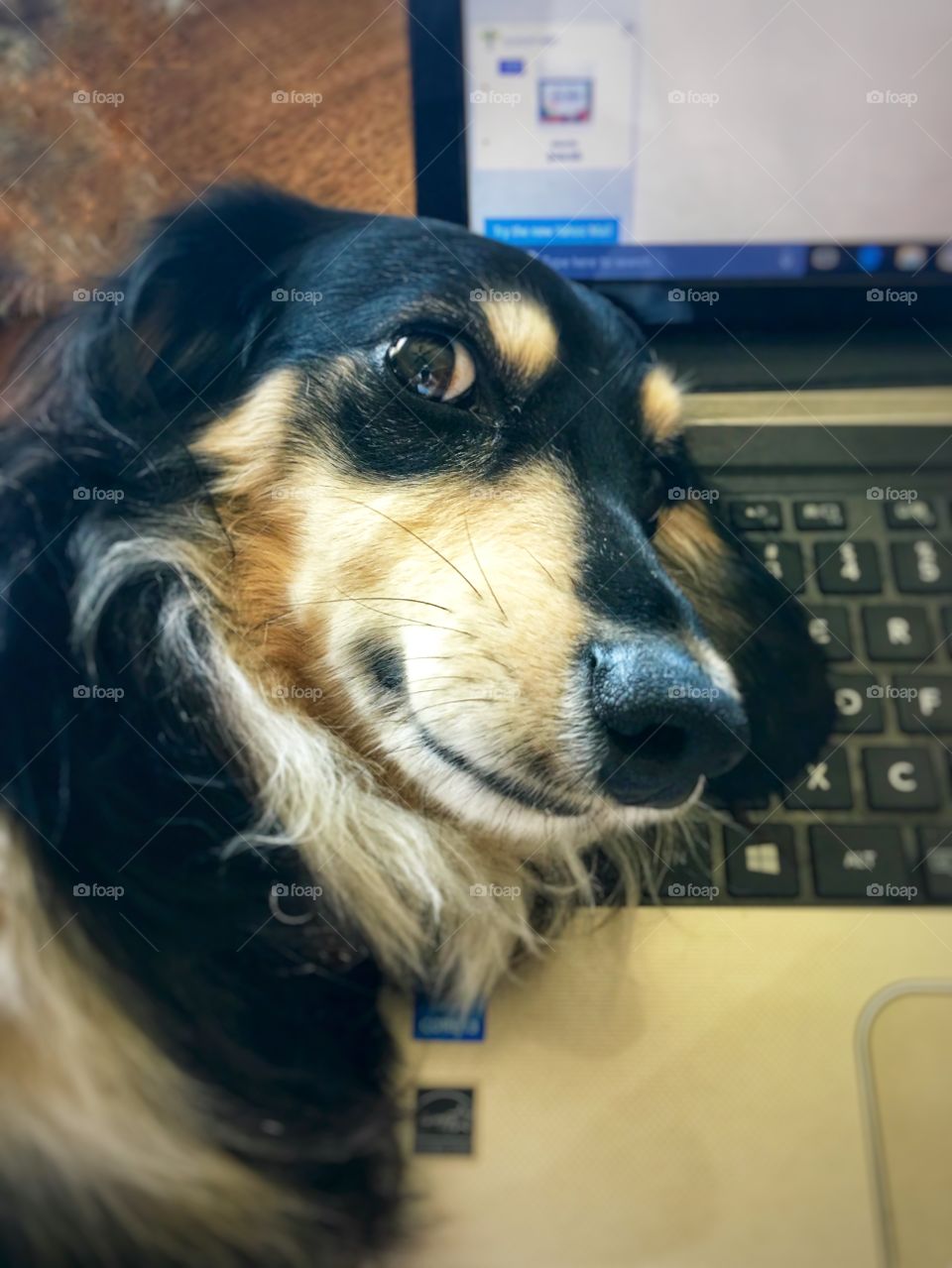 Adorable Computer Dog Talks Digital Detox 