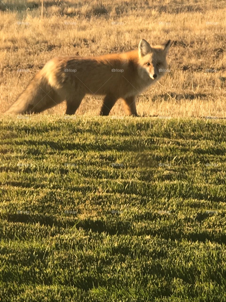 fox in the yard. this little girl came for a visit this afternoon.
