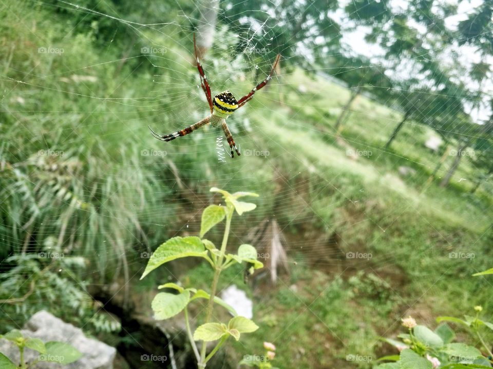 beautiful bugs daily life