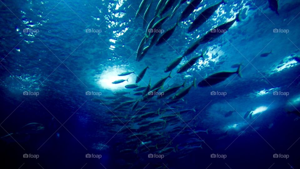 School of fish in the aquarium