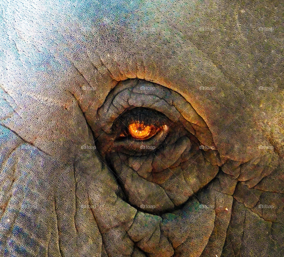 This is tiruchendur temple elephant eye, golden eye