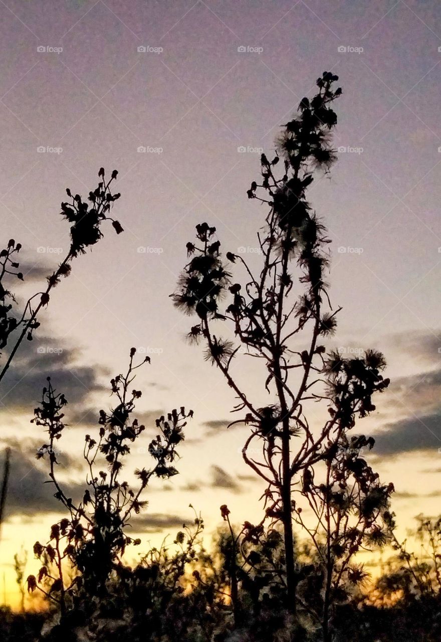 Wildflower silhouette