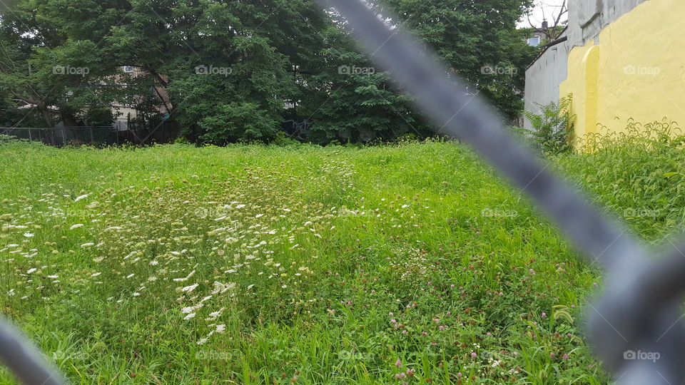 meadow beyond the fence