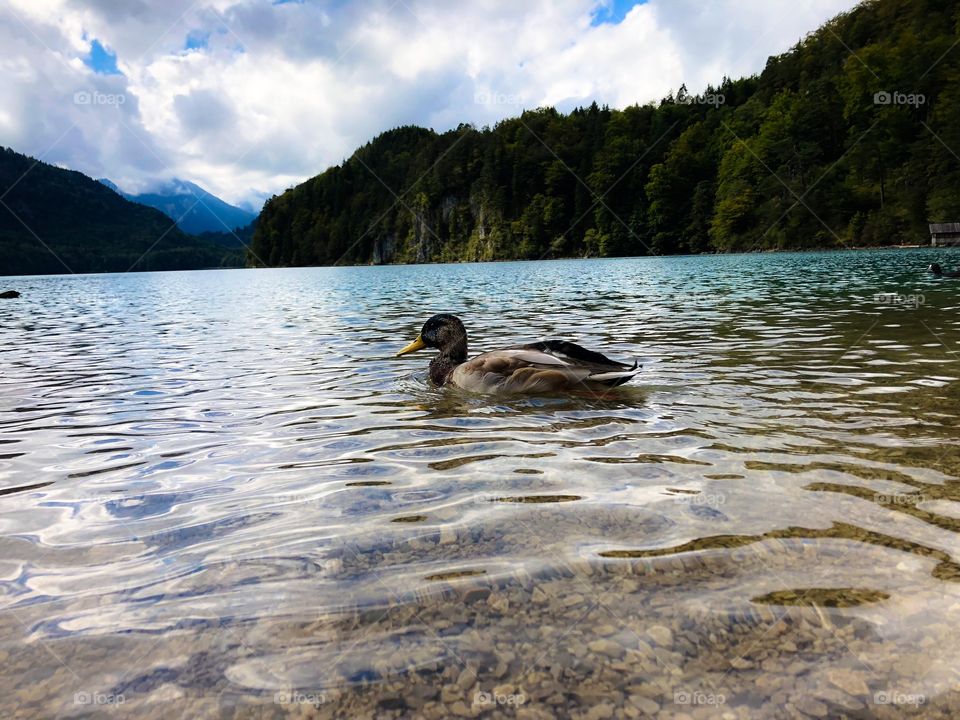 Duck swimming by