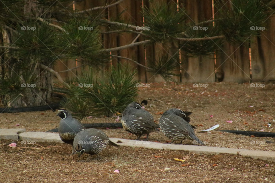 Group of male quail