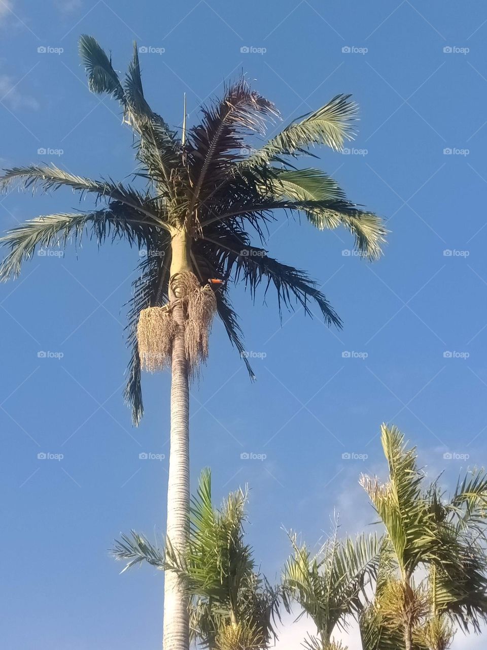 A free toucan in a coconut tree