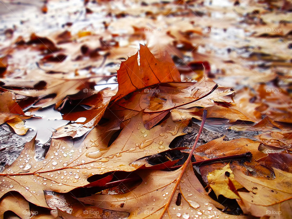 Autumn fallen leaves during the rainy w