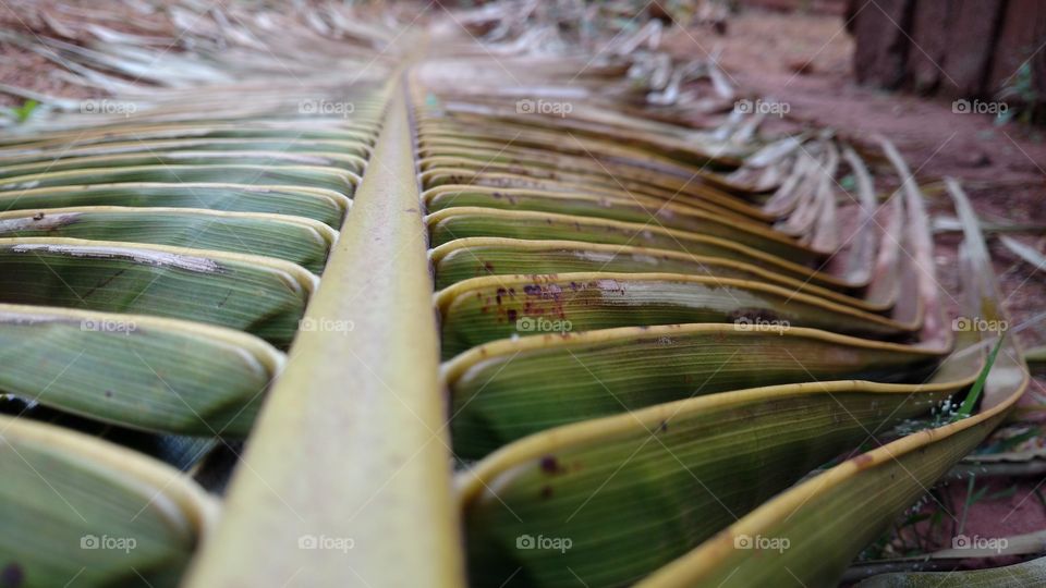 Belo plano de fundo para um bom papel de parede. Folha de coqueiro.