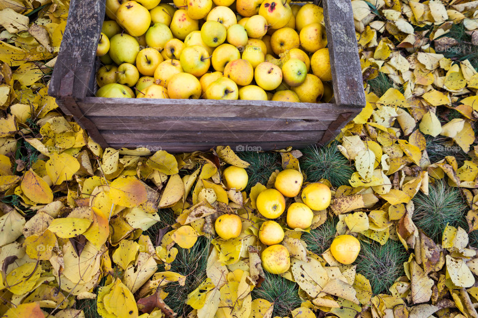 Harvest ripe juicy and tasty apples. Harvested juicy apples from fertile trees.