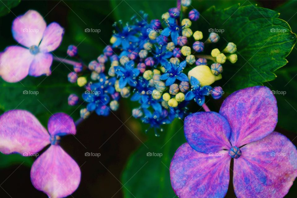 Pretty Colors