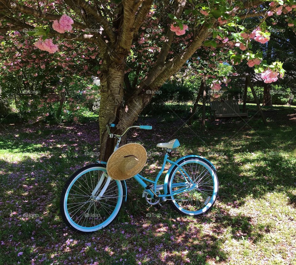 Bicycle by tree