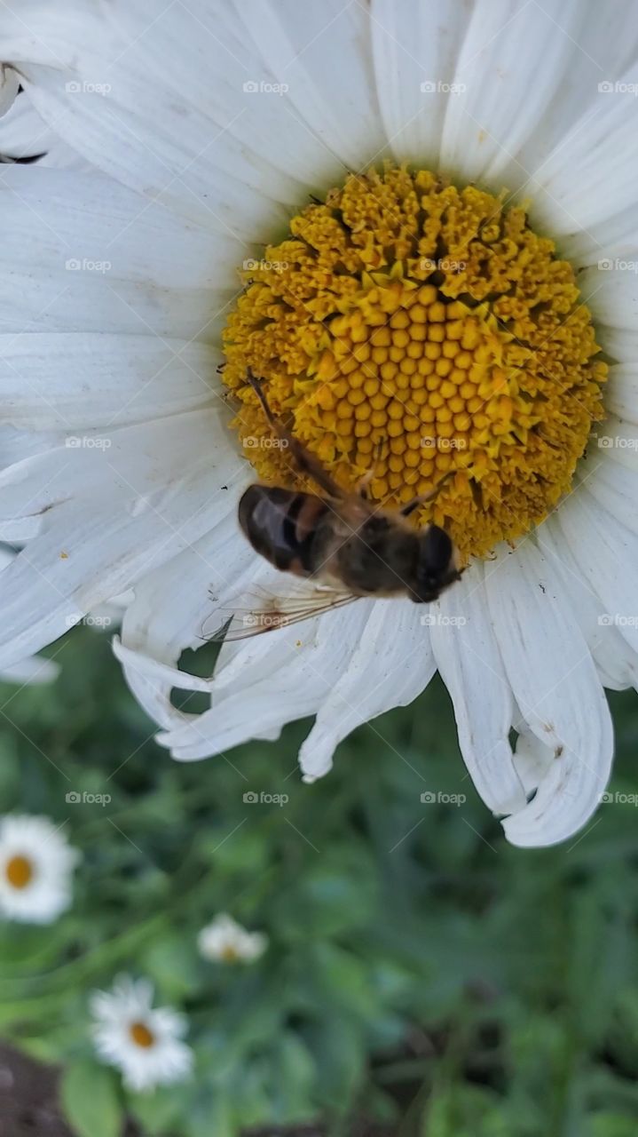 bee