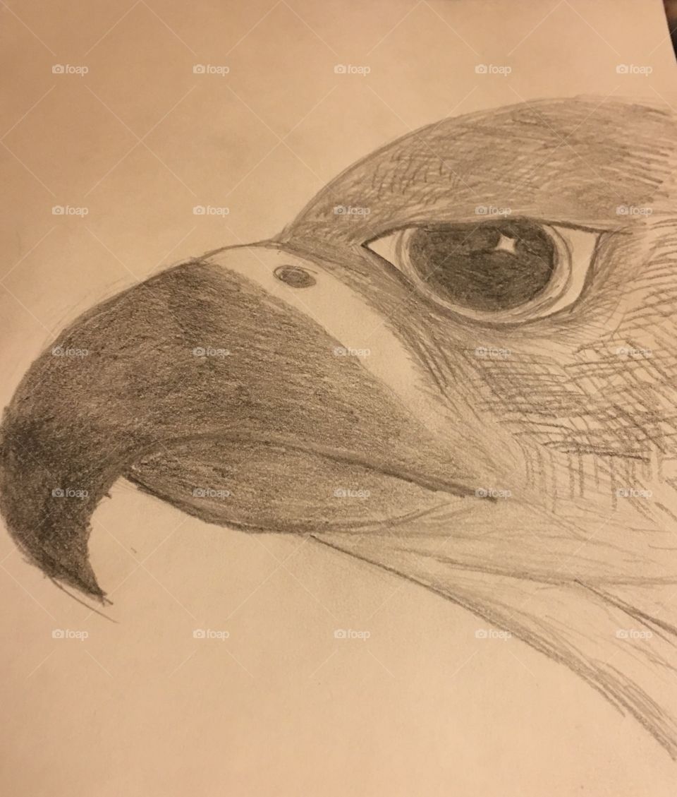 Falcon head