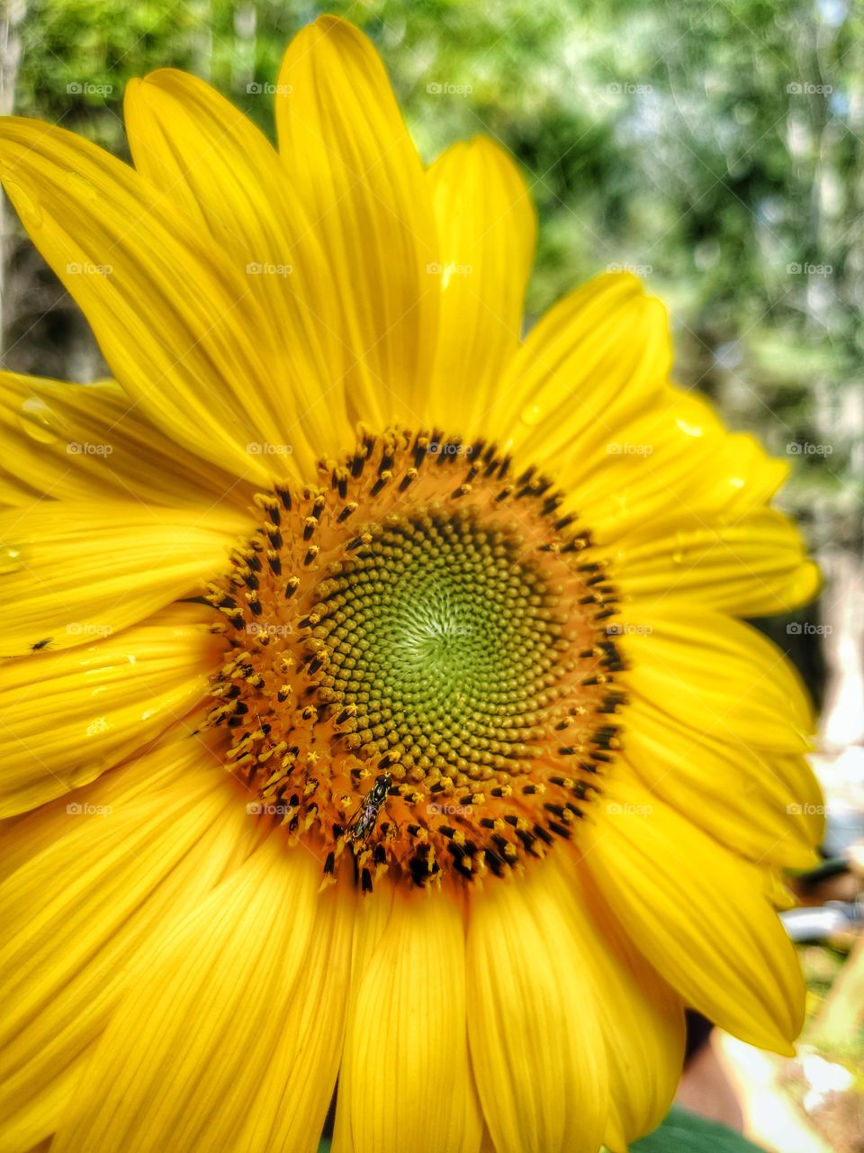 Portrait of a plant:
Sunflower