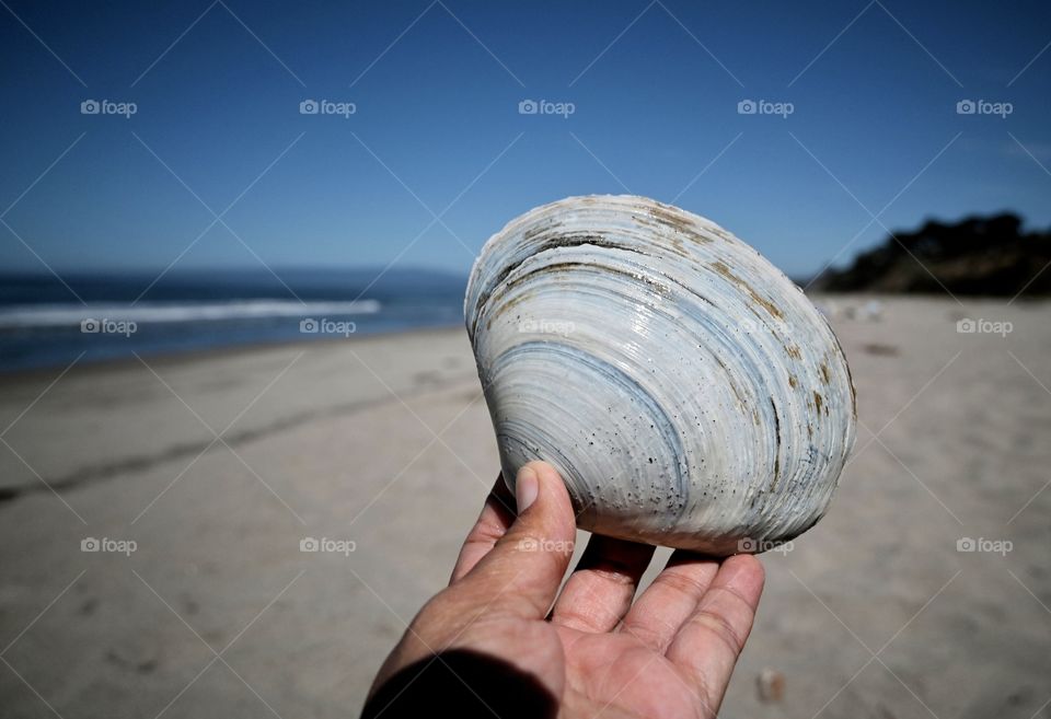 Close up shot of beautiful textures of a half piece shell on the seashore at Monterey Bay.
