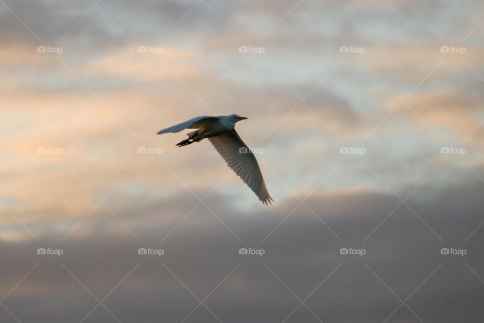 Egret bird flying in the sky at dawn on an overcast day