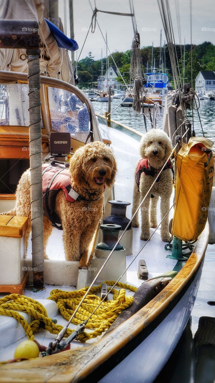 Two dog standing on boat