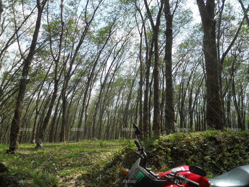 Rubber Trees In Estate