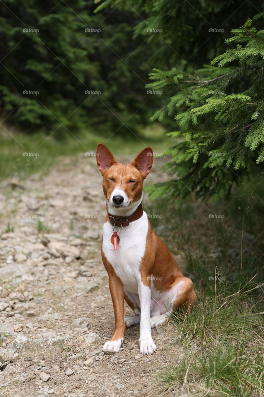 Spring walk with your dog