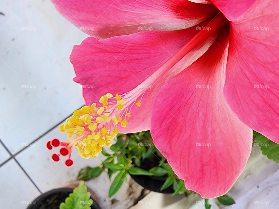 pink hibiscus