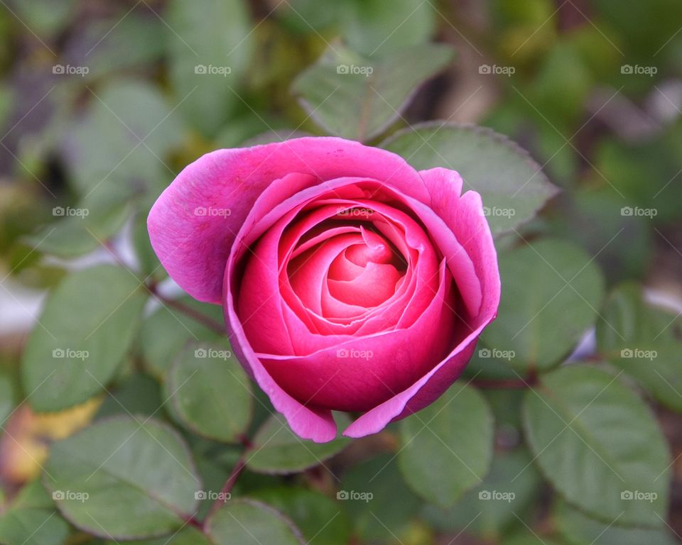 Pink rose