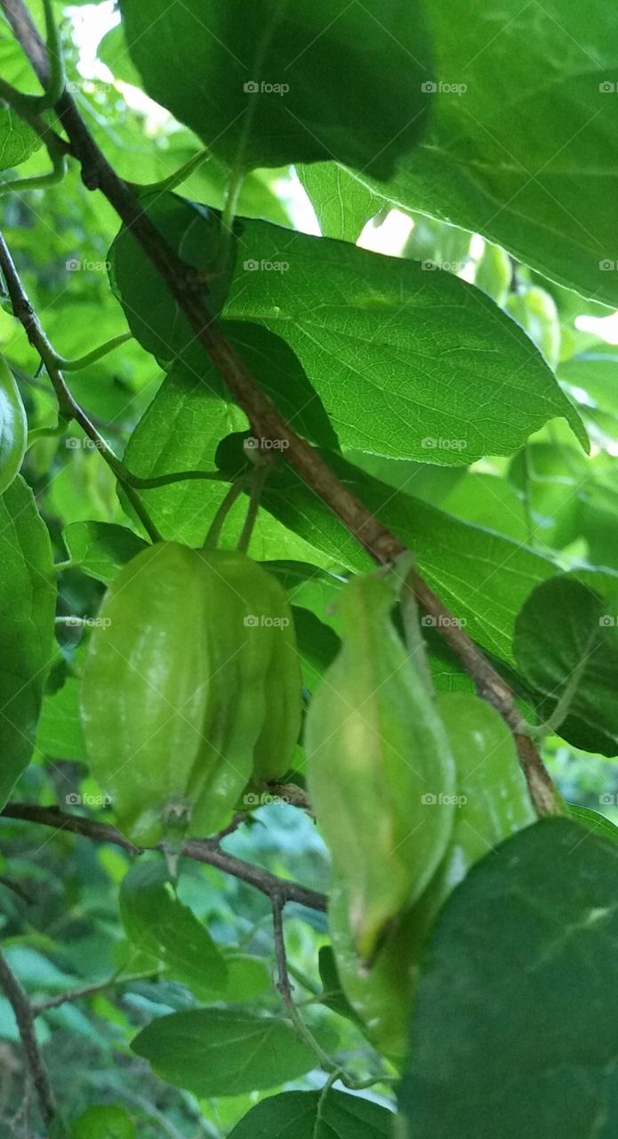 fruit of silverbell tree