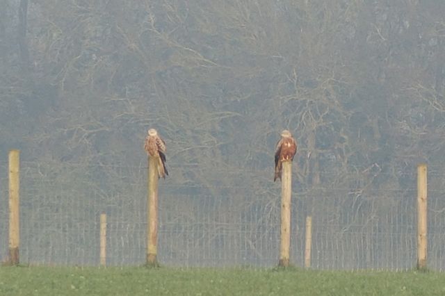 Red kites
