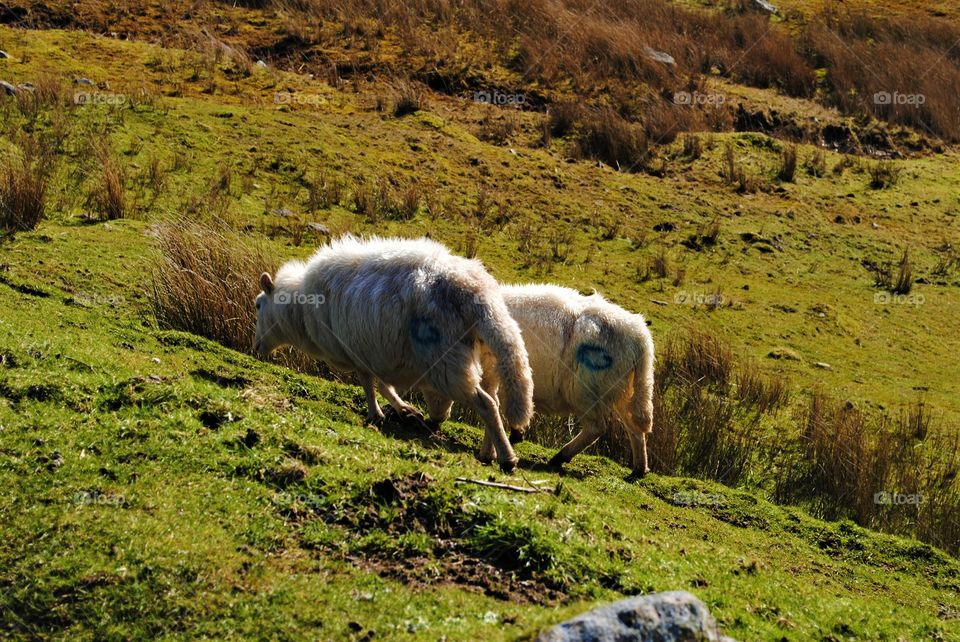 Sheep in wales