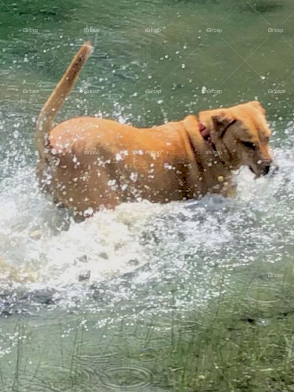 Splash!!! Penny jumping in the front pond to cool off on a hot spring day - she’s 5 now. Happy birthday Penny!!!