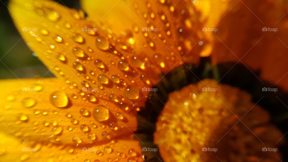 drops on orange flower