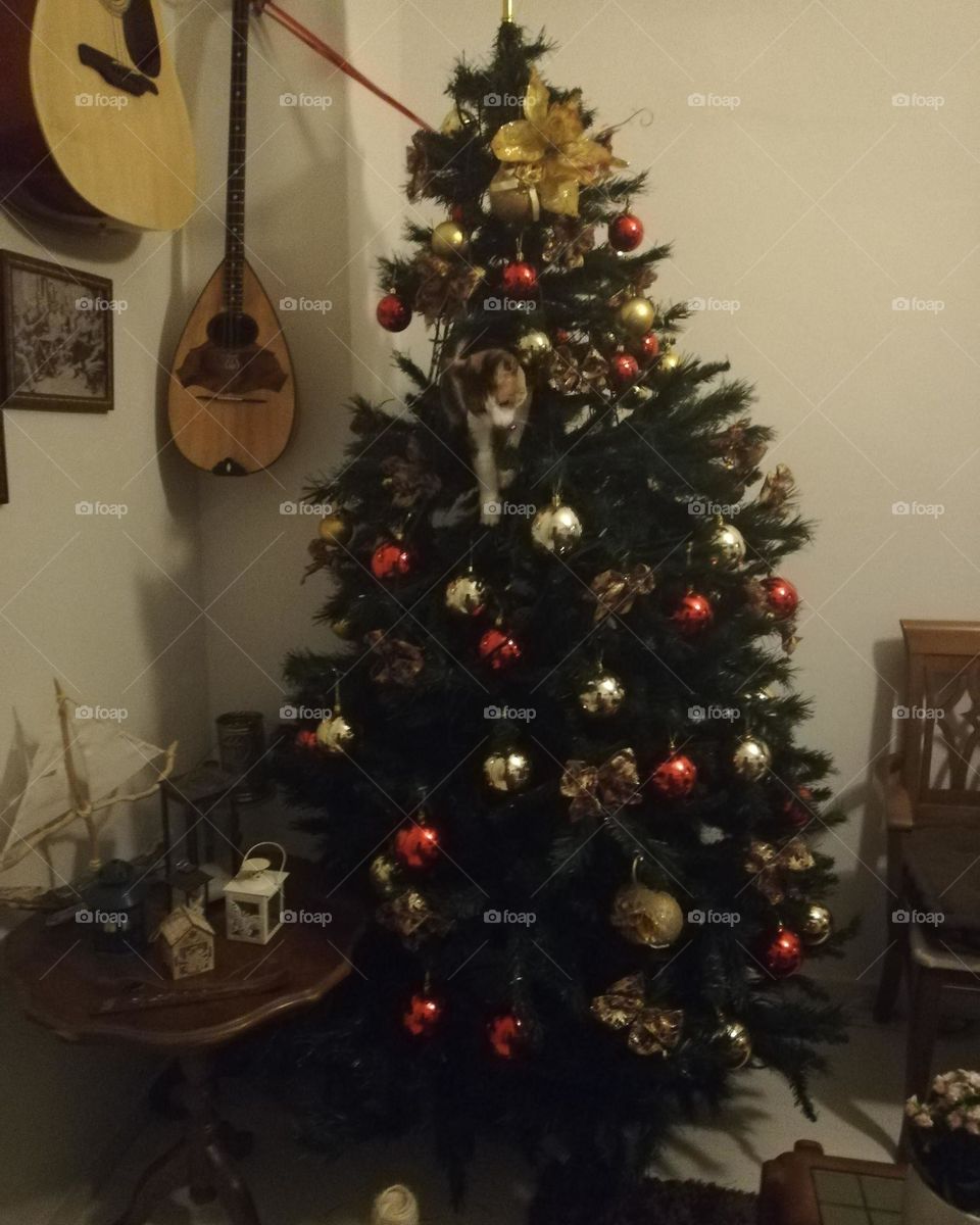 Fist Christmas with my cat