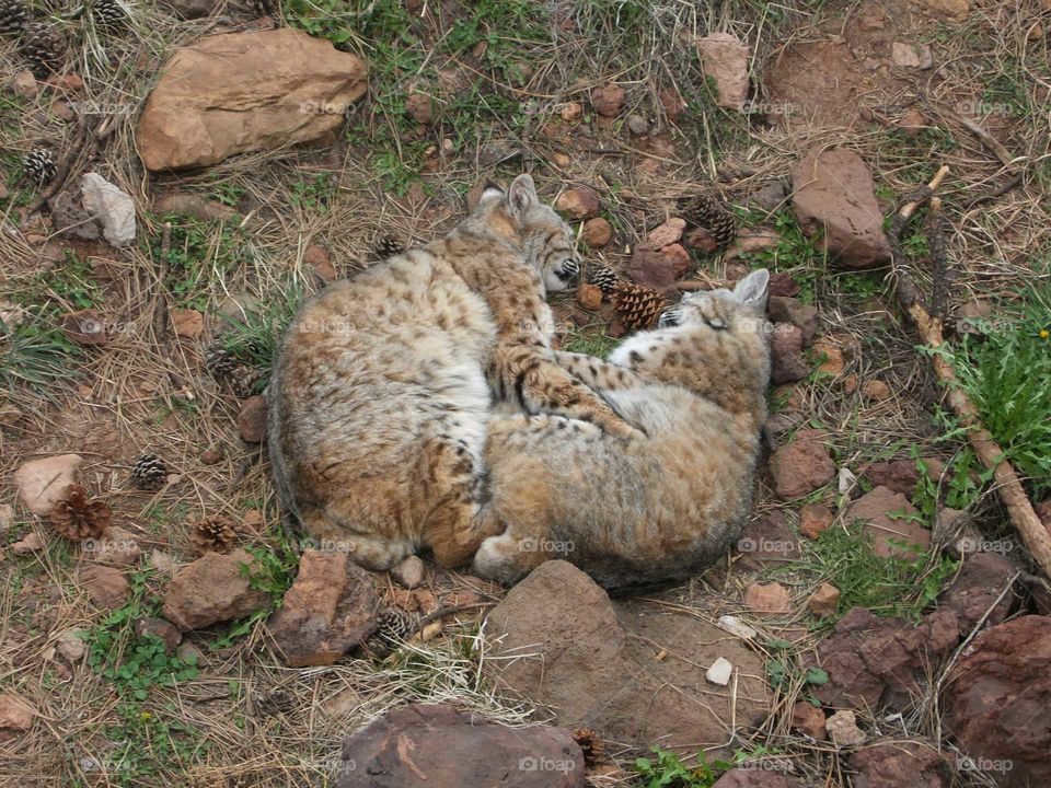 Snuggling cats