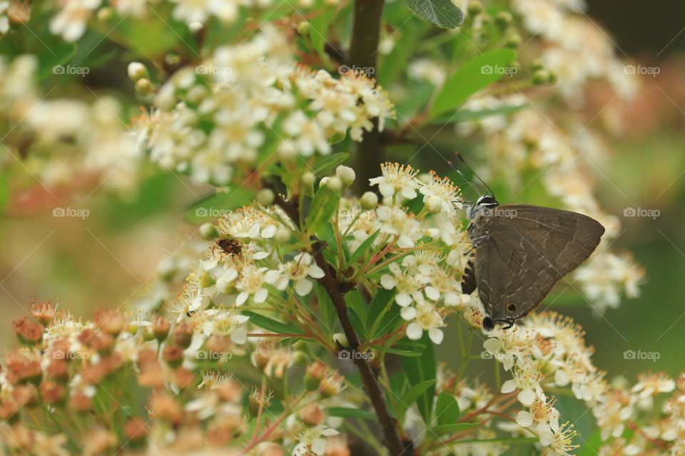 Beautiful and cute butterfly