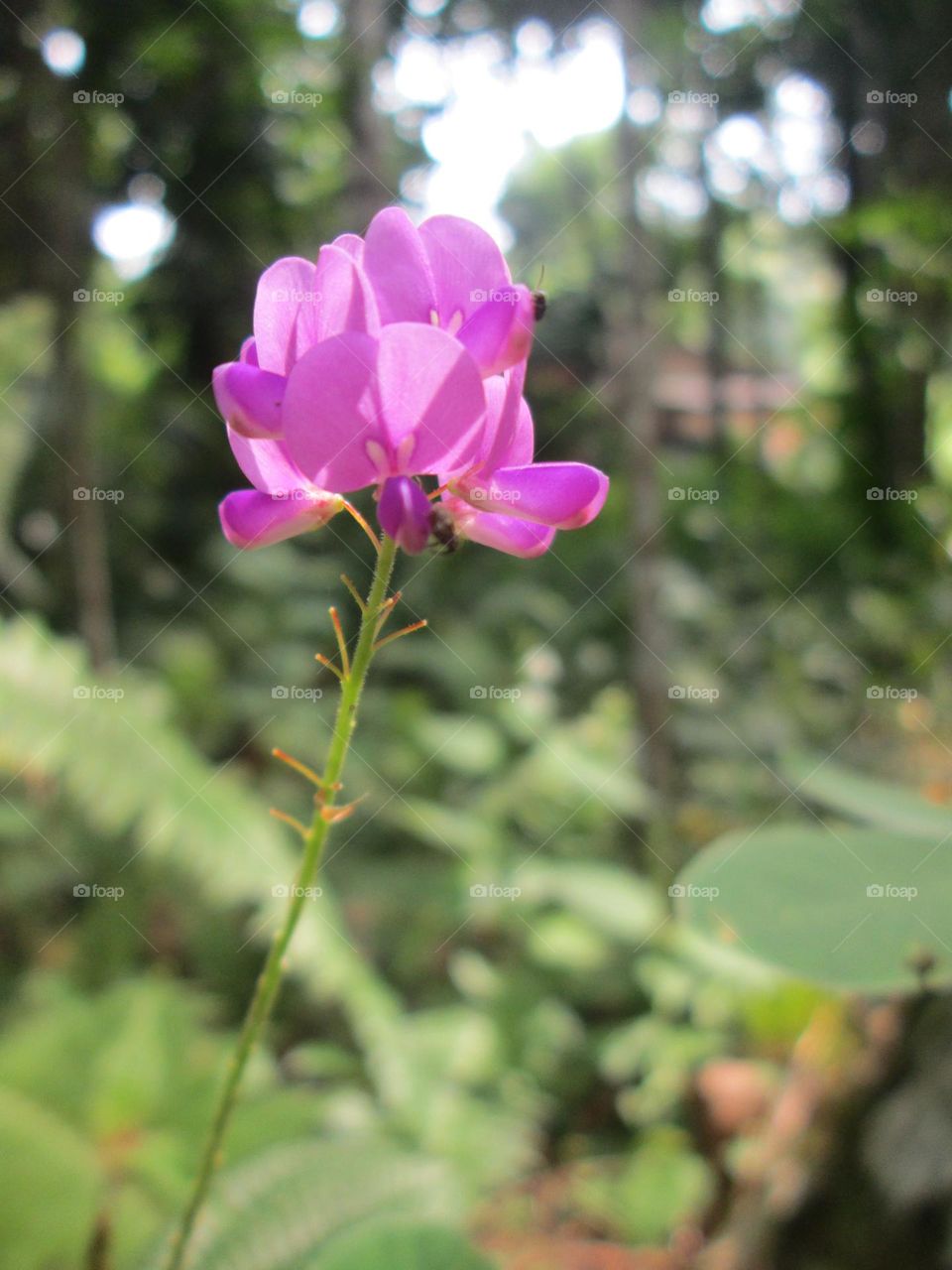 Panicledleaf ticktrefoil