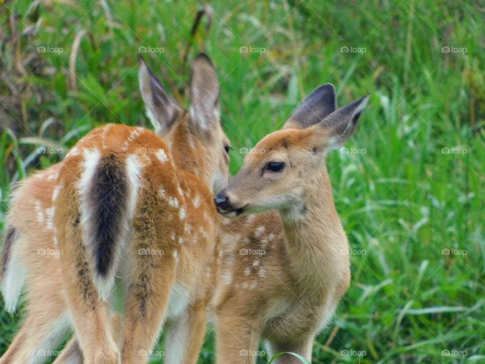 Fawn