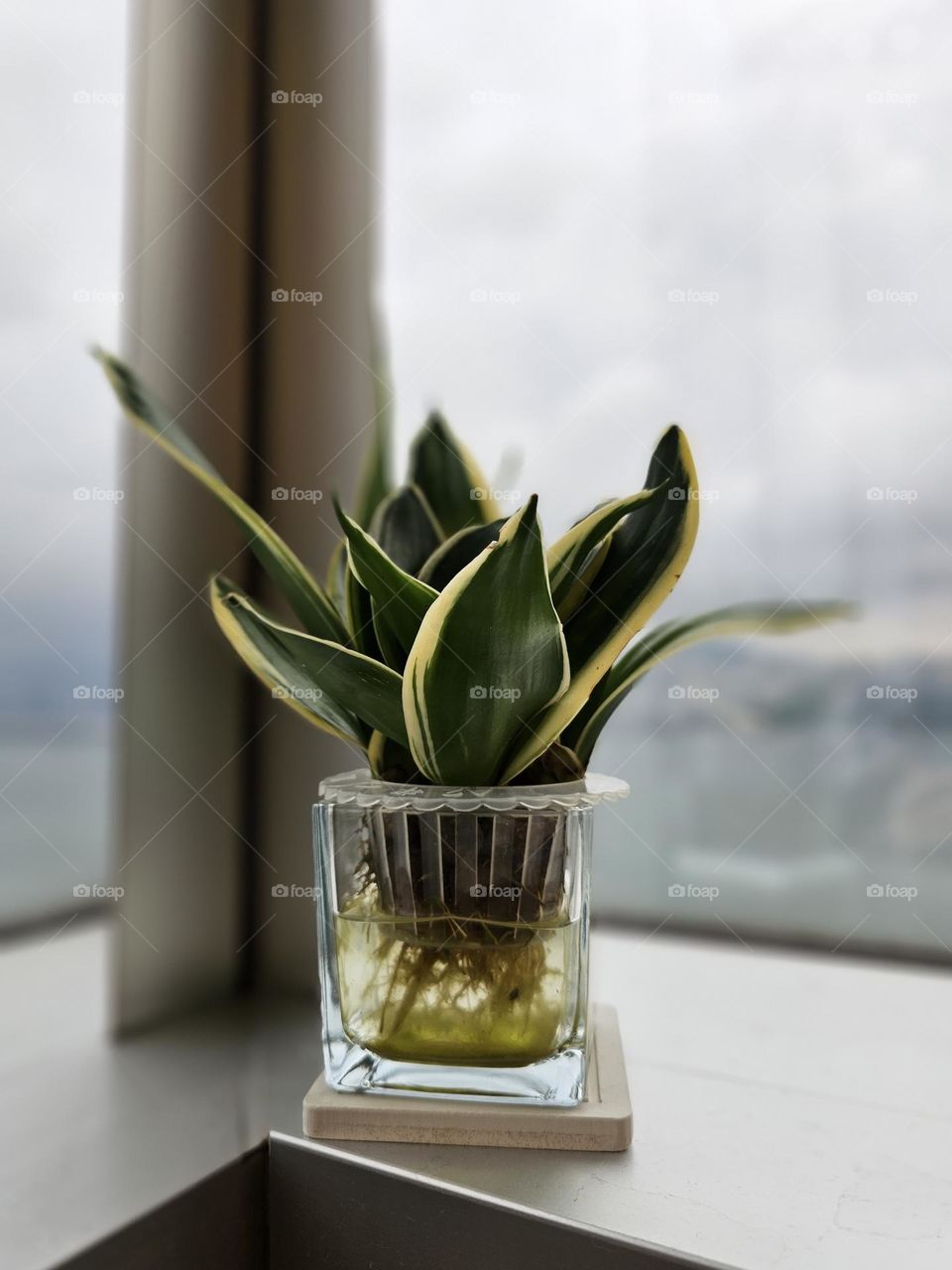 Planting plants in the office Hong Kong