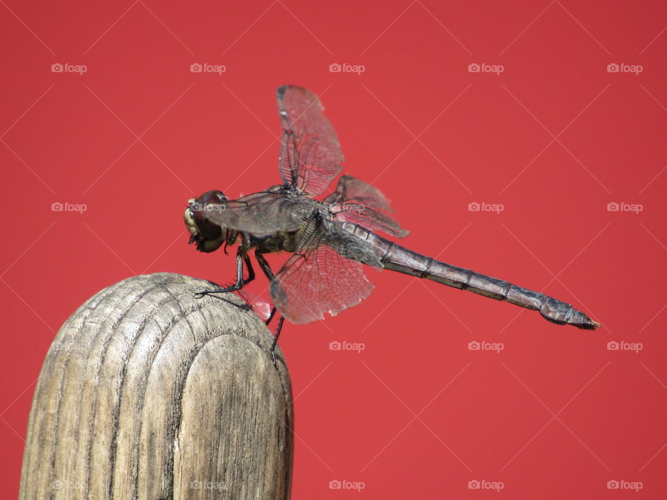 Dragonfly