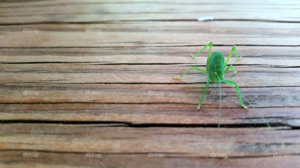 little green bug