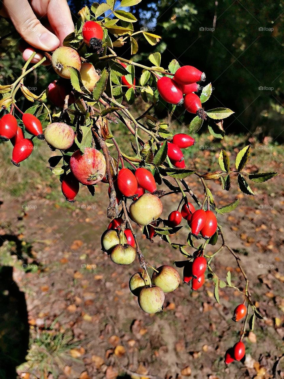 🍏🍎🍂