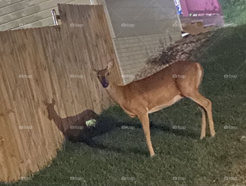 Deer Caught in Headlights